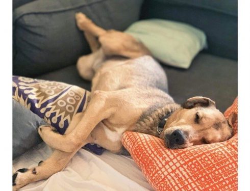Ljusbrun hund som ligger och sover i en soffa omkring kuddar och filtar. Orange kudde, grön kudde och en mönstrad kudde. Soffan är mörkgrå.