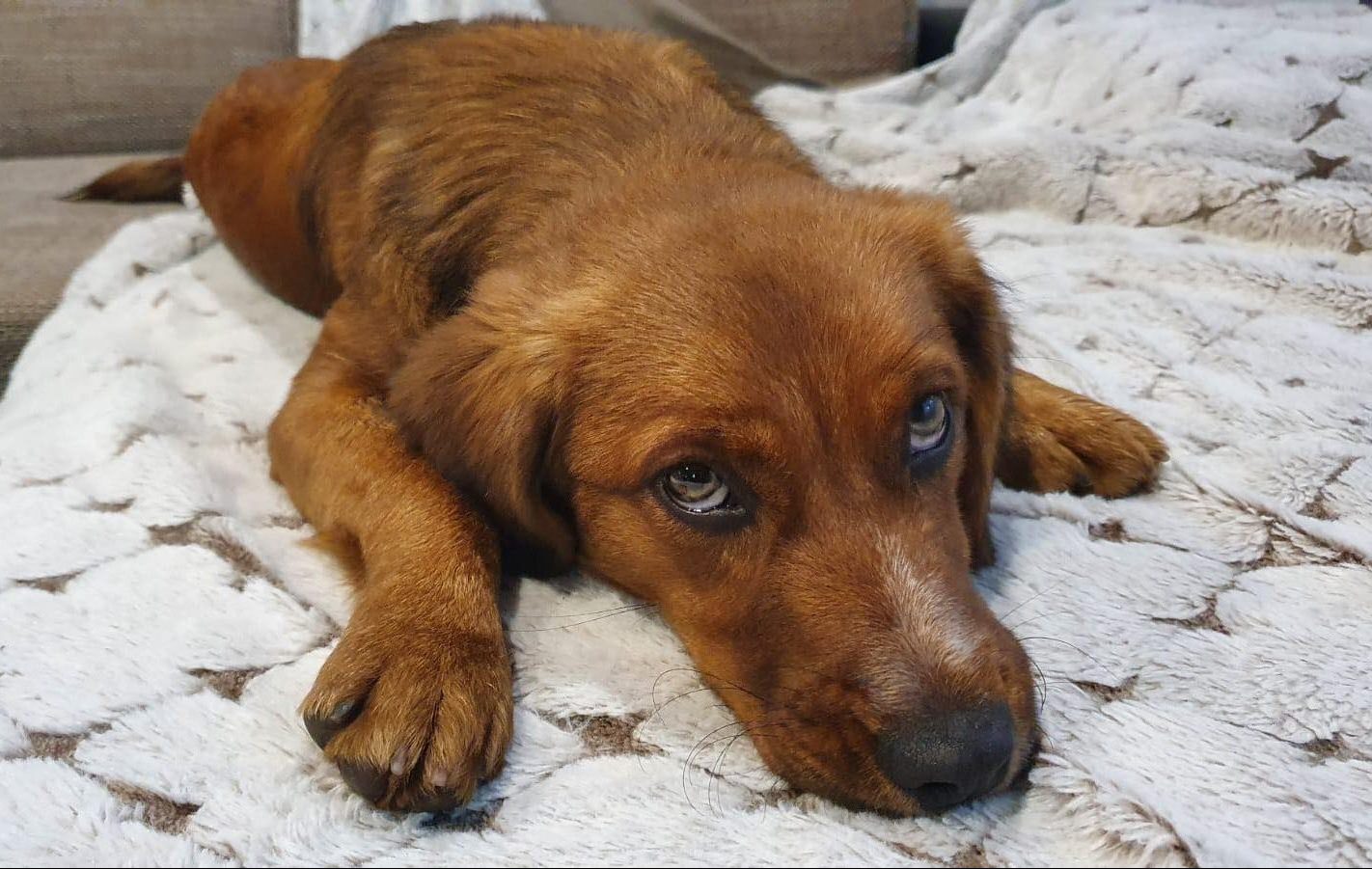 Mango lostandfounddogs