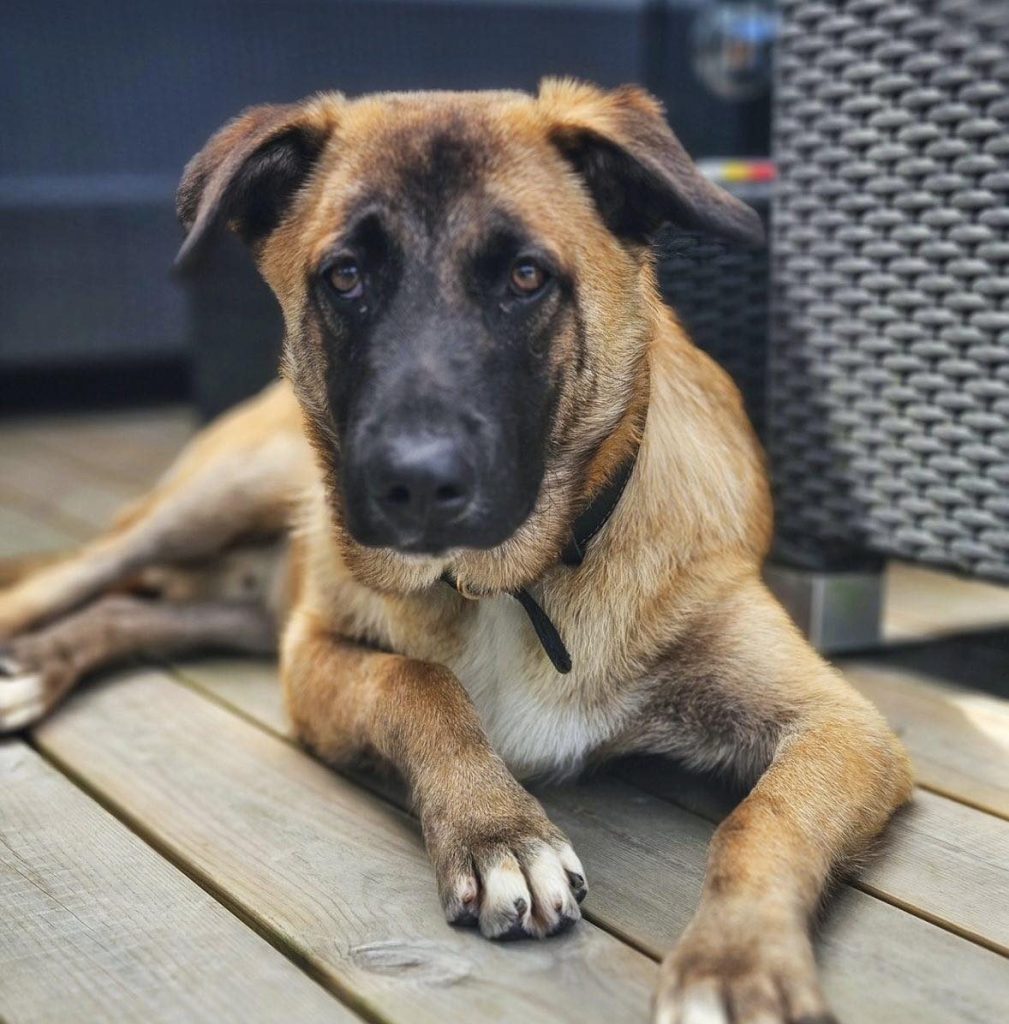 Herman